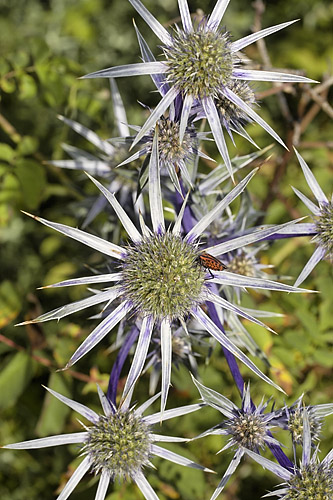 distel_MG_2315 Kopie